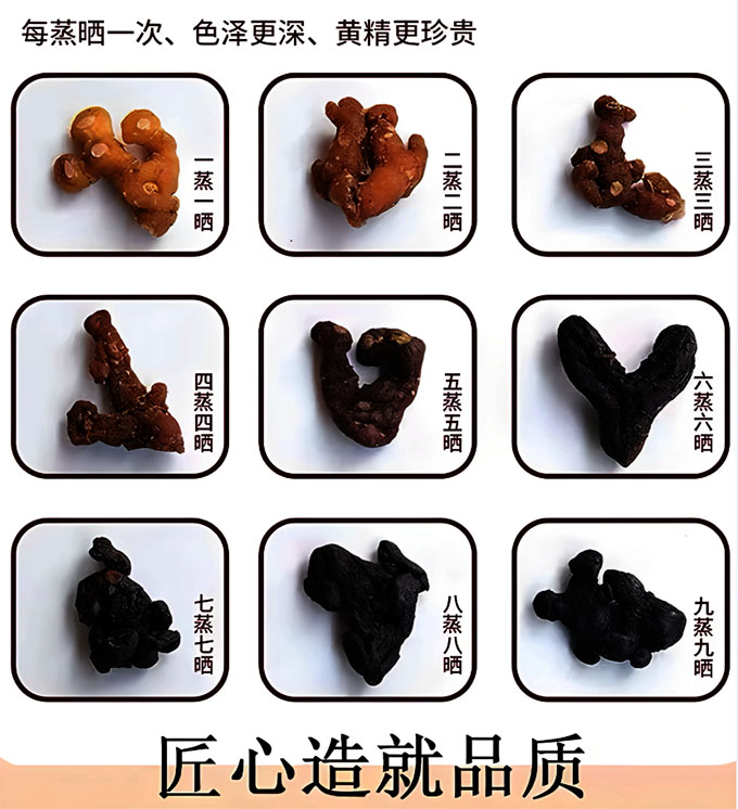 黄精-107.jpg