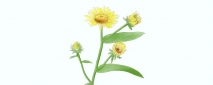 旋覆花茶的功效与作用【图】