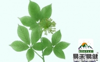 安神补肾 刺五加治疗失眠的偏方有哪些？易天易健