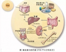 重新认识维生素D