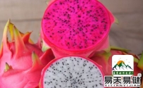 火龙果虽好吃 夏季却不能吃太多易天易健