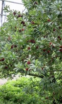 文成四季风味志｜一座山的馈赠，一整年的念想