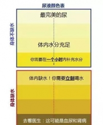 多喝水和少喝水的人，差距有多大？
